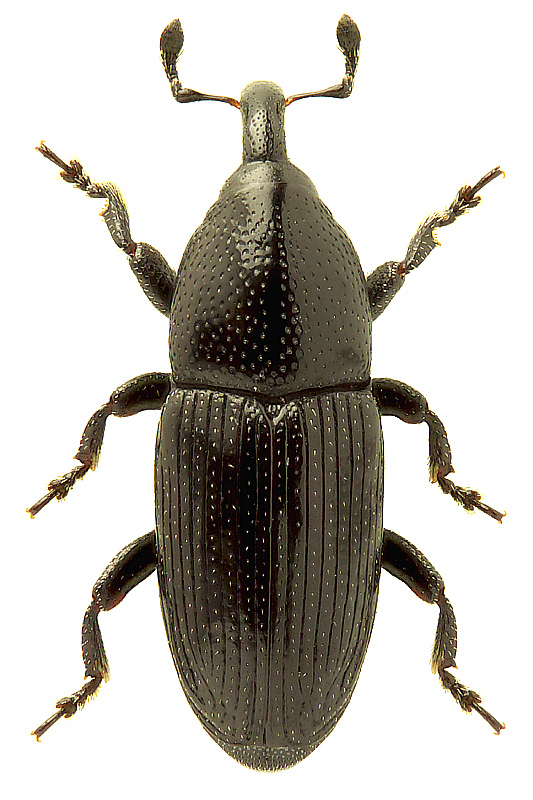 Labiaticola melas (Boheman, 1836)