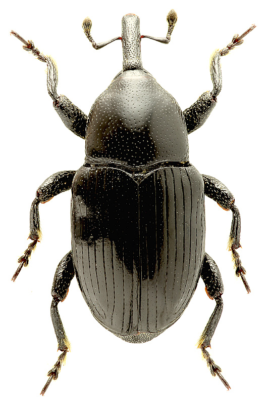 Labiaticola rectirostris (Faust, 1892)