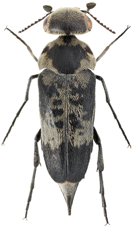 Paratomoxia scutellata Kono