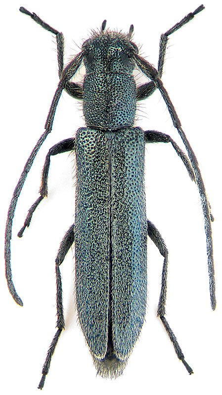 Phytoecia molybdaena Dalm.