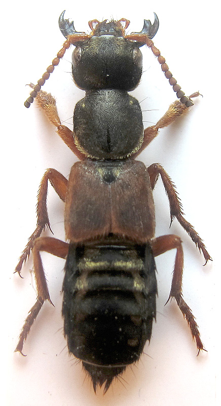 Staphylinus caesareus Cederhjelm, 1798