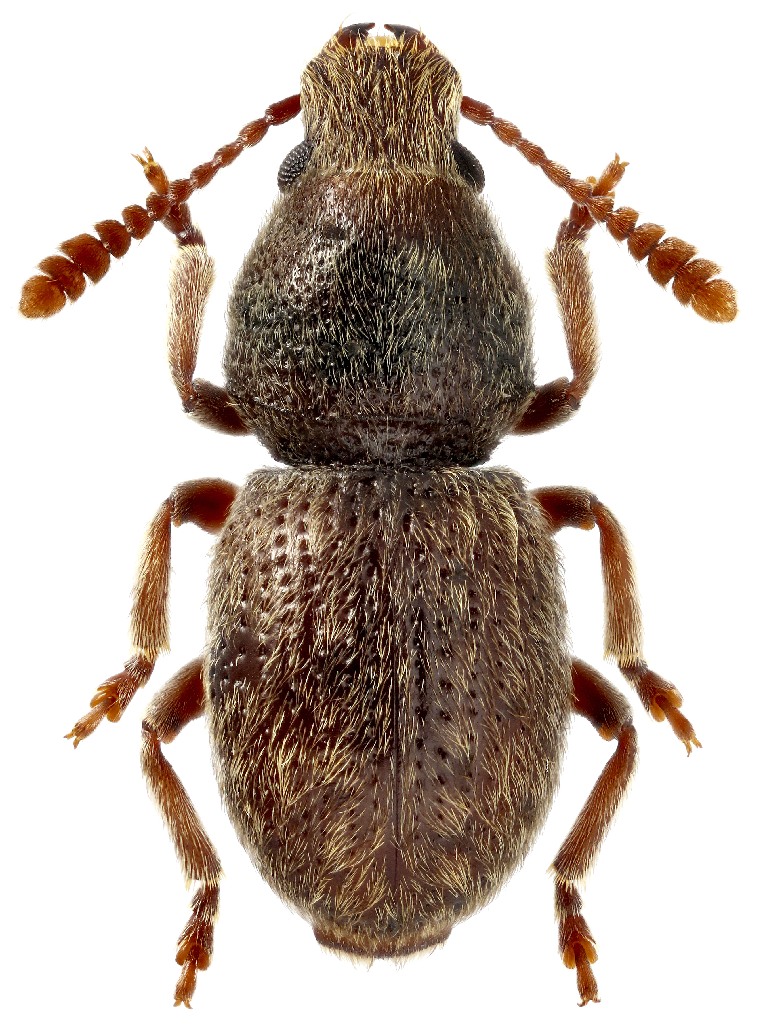 Жук Anthribidae