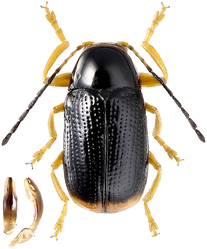 Cryptocephalus chrysopus Gmel., 1790