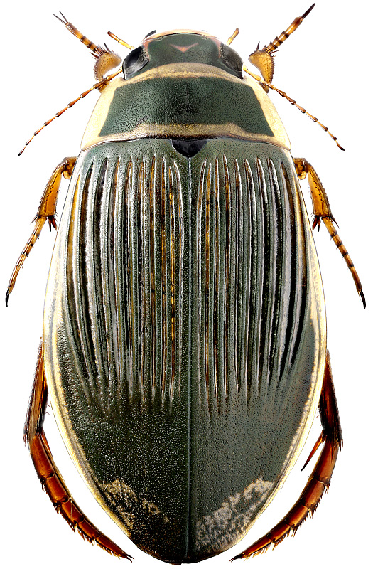 Dytiscus marginalis L., 1758