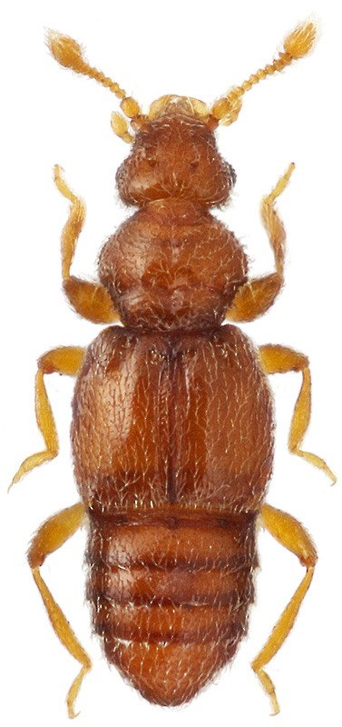 Piptoncus duplex sobrinus Kurbatov, 1991