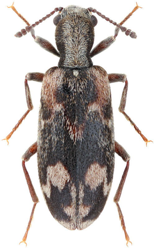 Agnathus decoratus Germar, 1818