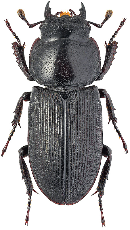 Macrodorcas striatipennis striatipennis Motsch., 1861