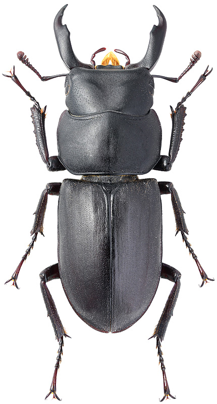 Macrodorcas striatipennis striatipennis Motsch., 1861