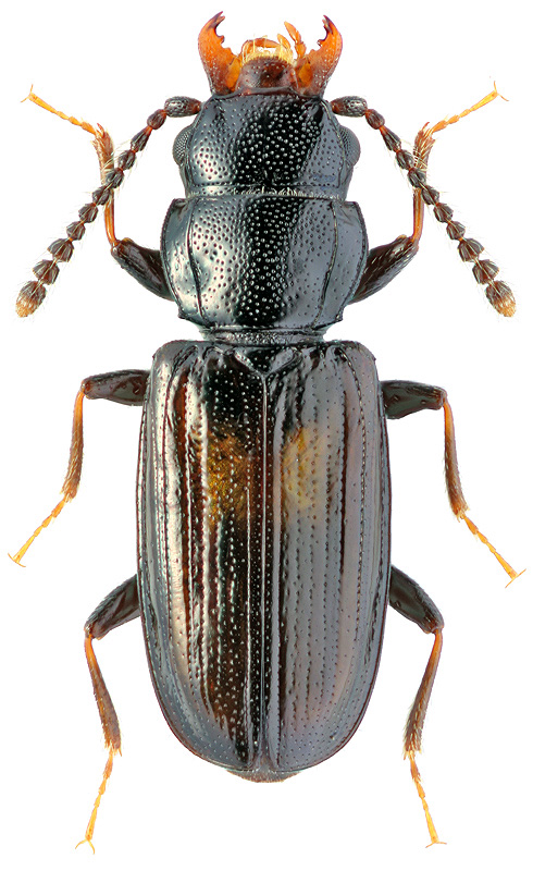 Xylophloeus fenestratus Rtt., 1887