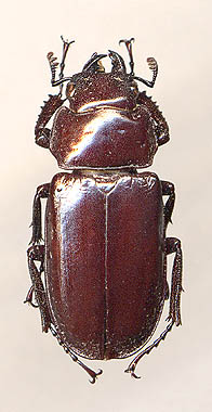 Prismognathus subaeneus, 