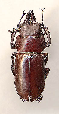 Prismognathus subaeneus, 