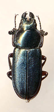 Platycerus caraboides, 