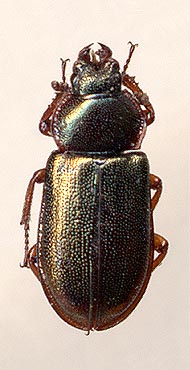 Platycerus caraboides, 