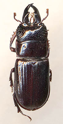 Ceruchus chrysomelinus, 