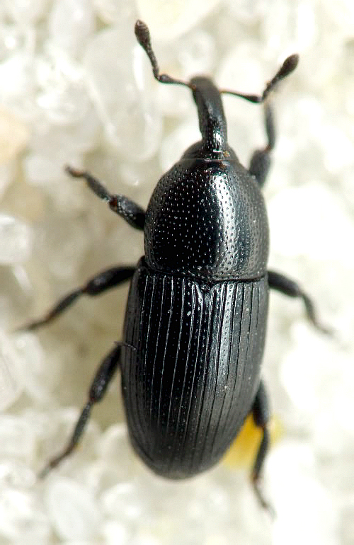 Melanobaris atramentaria (Boheman, 1836)