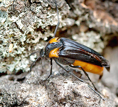 Metoecus paradoxus (L., 1760)