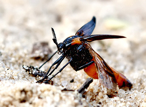 Metoecus paradoxus (L., 1760)