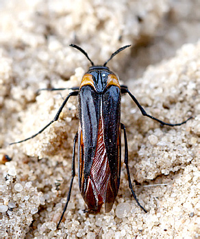 Metoecus paradoxus (L., 1760)