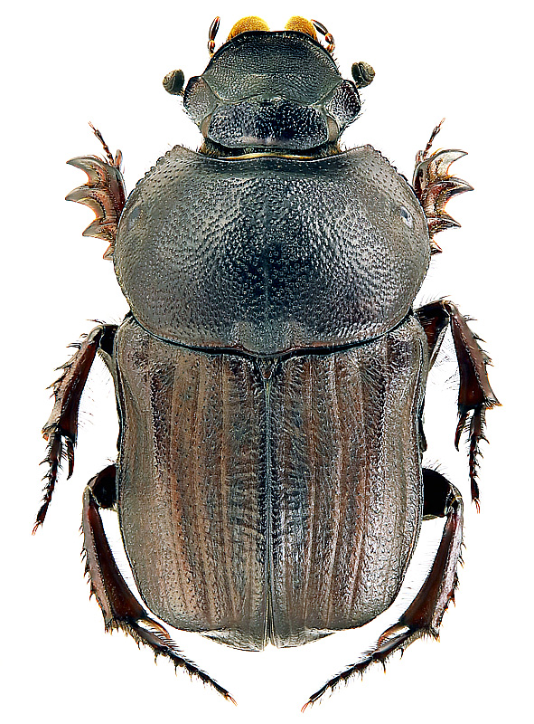 Cheironitis moeris (Pallas, 1781)