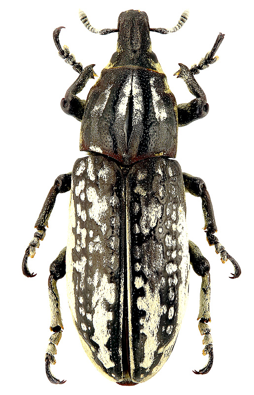 Liocleonus clathratus (Olivier, 1807)</b> - det. B.A. Korotyaev