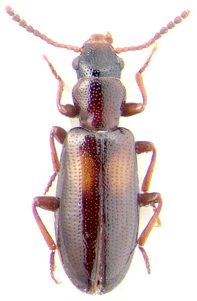 Sphaeriestes bimaculatus 