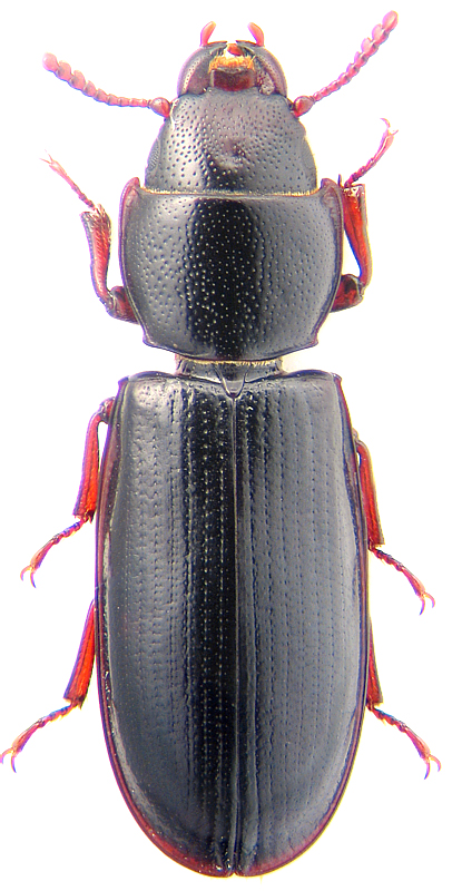 Tenebroides mauritanicus