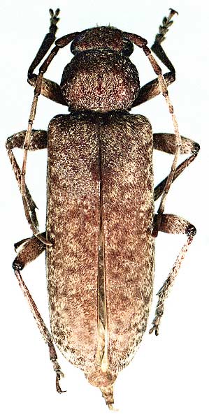 Trichoferus holosericeus