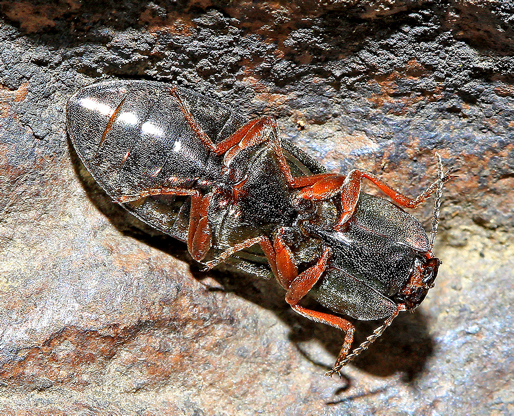 Selatosomus spretus