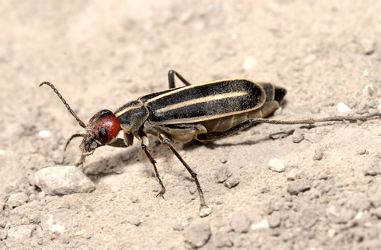 Epicauta erytrocephala (Pallas, 1776)