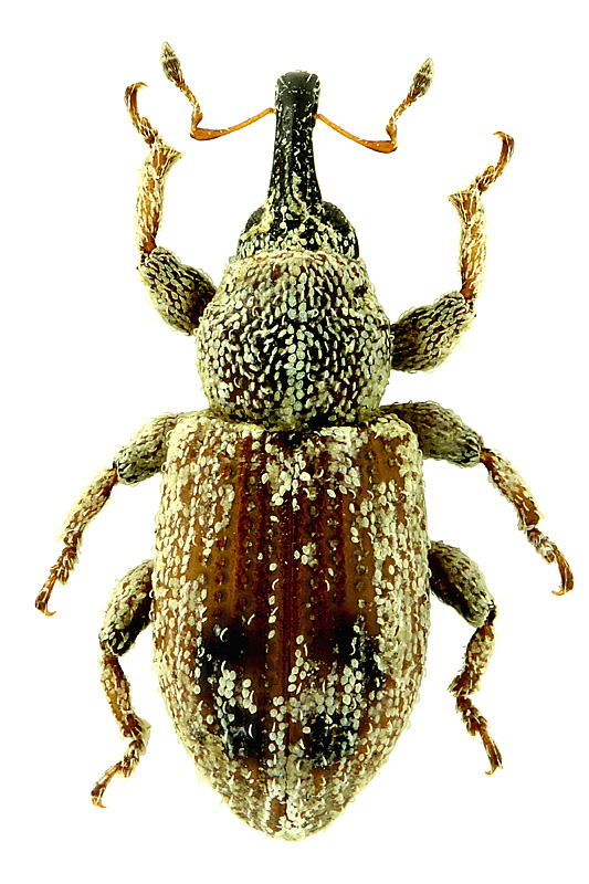 Paraphilernus bilunulatus Desbrochers, 1892