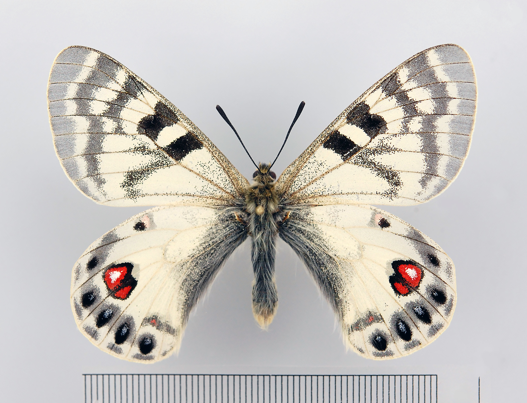 Parnassius charltonius SSP.