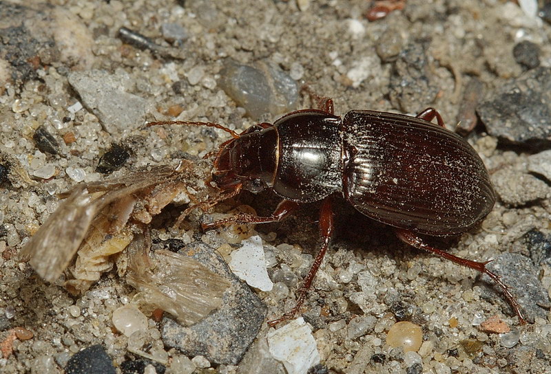 Найти жука по фото. Amara жужелица. Amara Alpina Жук. Альпийский КУРТОНОТУС. Curtonotus aulicus (Carabidae.