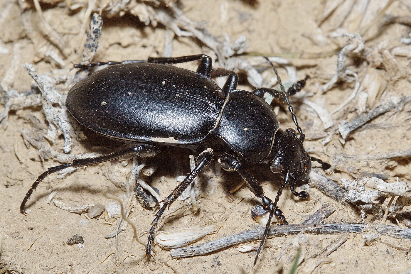 Сайт жук. Жужелица Бессарабская. Жужелицы Coleoptera, Carabidae. Черный Жук Carabus bessarabicus. Жук жужелица венгерская.