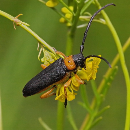 Phytoecia (Musaria) affinis affinis (Harrer, 1784)