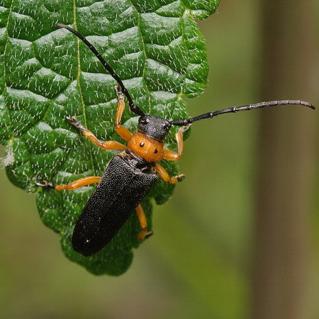 Phytoecia (Musaria) affinis affinis (Harrer, 1784)