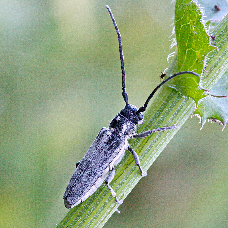 Phytoecia (s. str.) nigricornis (Fabricius, 1781)