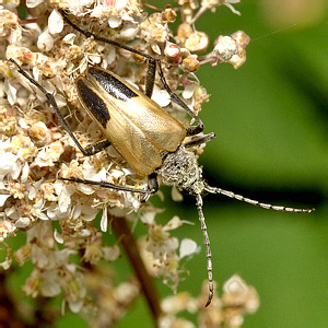 Pachyta bicuneata Motschulsky, 1860