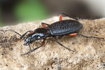 Pterostichus (Myosodus) rudestriatus (Reitter, 1883)