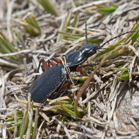 Pterostichus (Myosodus) rudestriatus (Reitter, 1883)