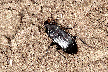 Calathus (s. str.) distinguendus Chaudoir, 1846