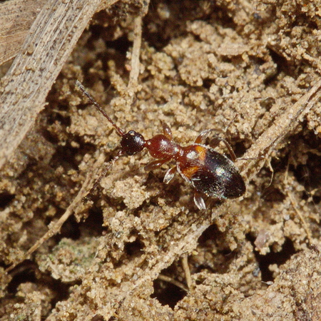 Anthelephila pedestris (Rossi, 1790)