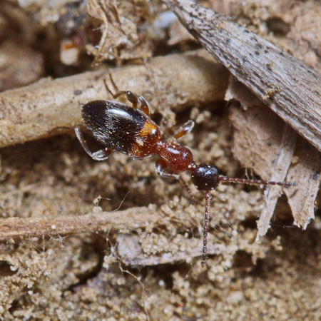 Anthelephila pedestris (Rossi, 1790)