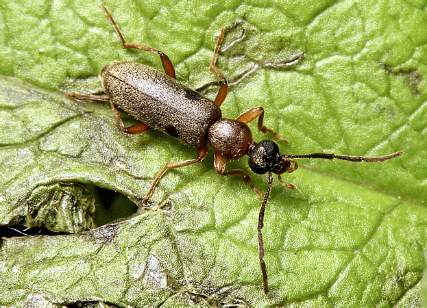 Steropes pr. obscurans Pic, 1894