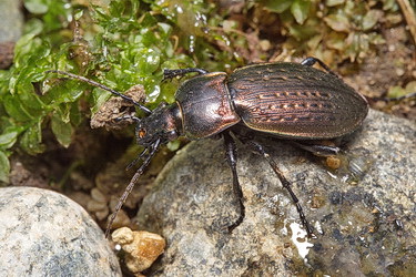 Carabus (Eucarabus) billbergi Mannerheim, 1827