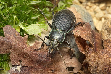 Carabus (Eucarabus) billbergi Mannerheim, 1827