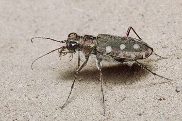 Calomera littoralis conjunctaepustulata Dokht., 1887