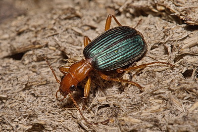 Brachinus (Brachynolomus) costatulus (Quensel In Schoenherr, 1806)