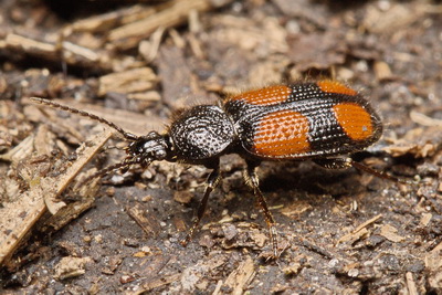 Panagaeus (Panagaeus) bipustulatus (Fabricius, 1775)