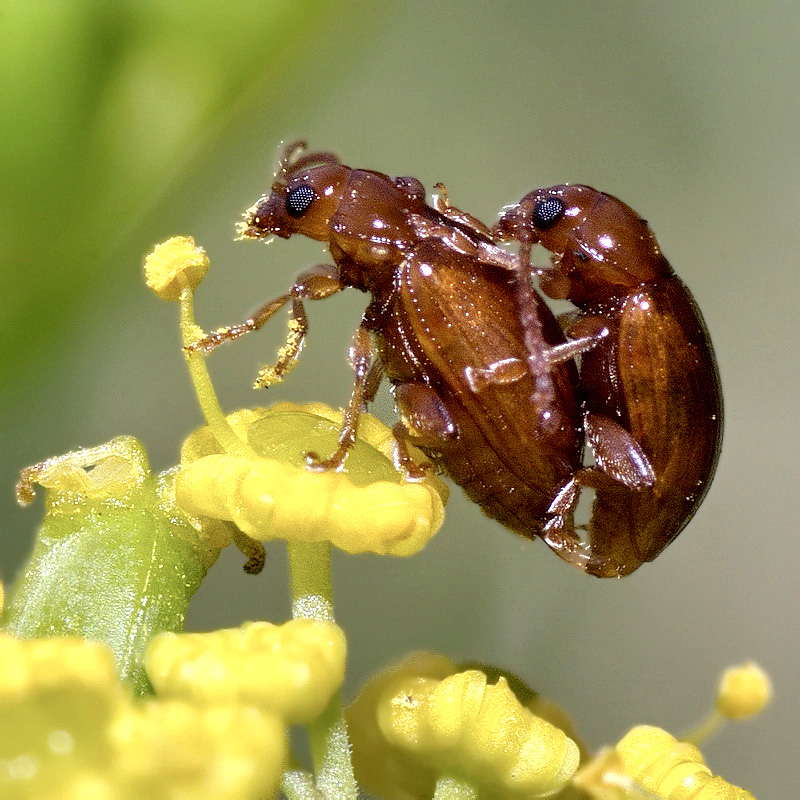 Neocrepidodera sp.