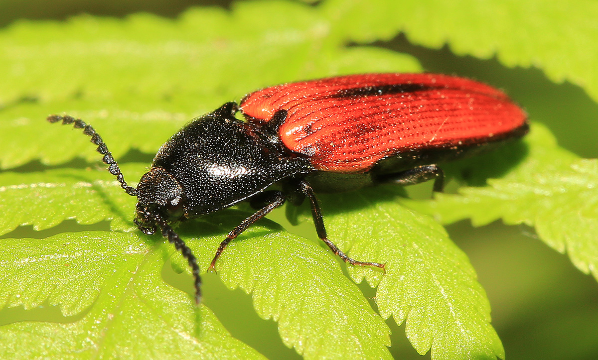 Ampedus sanguinolentus